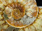 Bargain Inch Ammonite (Half) #4540-2